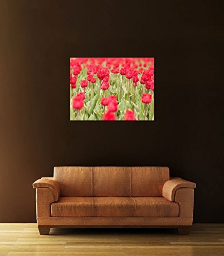 Keilrahmenbild - Tulpenfeld - Bild auf Leinwand - 120x90 cm einteilig - Leinwandbilder - Pflanzen & Blumen - Feld mit Blumen - rote Tulpen - Holland