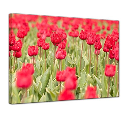 Keilrahmenbild - Tulpenfeld - Bild auf Leinwand - 120x90 cm einteilig - Leinwandbilder - Pflanzen & Blumen - Feld mit Blumen - rote Tulpen - Holland