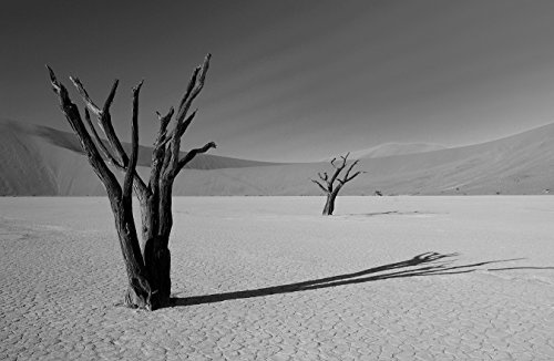 Bilderdepot24 Vlies Fototapete - Tote Bäume im Deadvlei - schwarz Weiss - 100x65 cm - mit Kleister - Poster - Foto auf Tapete - Wandbild - Wandtapete - Vliestapete