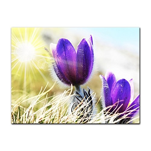 Keilrahmenbild - Lila Feldblumen - Bild auf Leinwand - 120x90 cm einteilig - Leinwandbilder - Pflanzen & Blumen - Frühling - Frühblüher - Violette Krokusse im Sonnenlicht