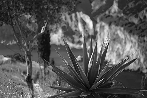 Bilderdepot24 Vlies Fototapete - Paleokastritsa Bay - Aloe Vera - schwarz Weiss - 300x200 cm - mit Kleister - Poster - Foto auf Tapete - Wandbild - Wandtapete - Vliestapete
