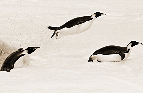 Bilderdepot24 Vlies Fototapete - Pinguin II - sephia - Sepia - 100x65 cm - mit Kleister - Poster - Foto auf Tapete - Wandbild - Wandtapete - Vliestapete