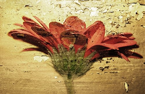 Bilderdepot24 Vlies Fototapete - Grunge - Blume - 150x100 cm - mit Kleister - Poster - Foto auf Tapete - Wandbild - Wandtapete - Vliestapete