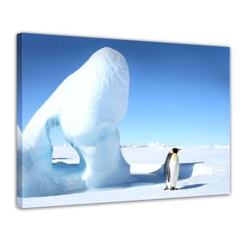 Keilrahmenbild - Kaiserpinguin - Bild auf Leinwand - 120 x 90 cm - Leinwandbilder - Bilder als Leinwanddruck - Tierwelten - Wildtiere - Leben in der Arktis