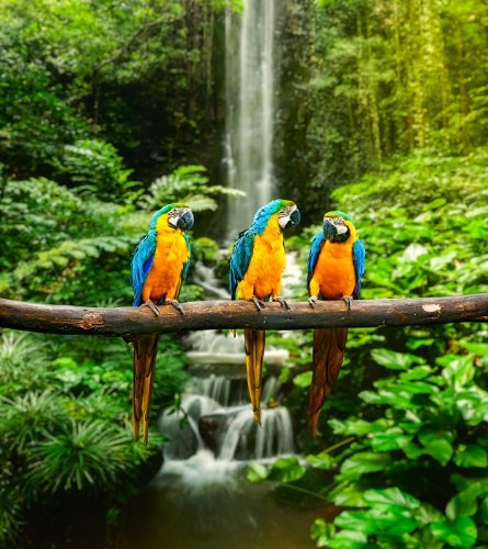 Fototapete selbstklebend Blau-Gelber Macaw Papagei -...