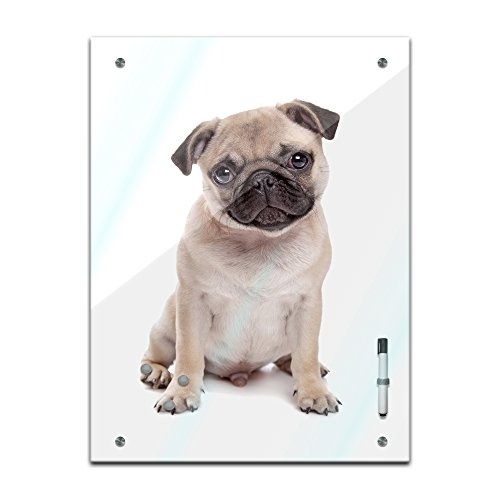 Bilderdepot24 Memoboard 60 x 80 cm, Tiere - Mops - Memotafel Pinnwand - Tiermotive - Hund - Hundebild - Fellnase - Haustier - Welpe - Pug - Tierbild - Tier - Küche - Esszimmer - Glasbild - Handmade