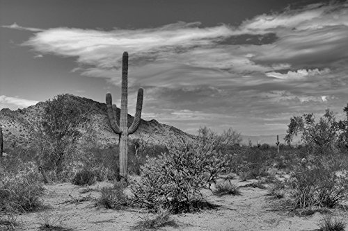 Bilderdepot24 Vlies Fototapete - Wüste Kaktus - schwarz Weiss - 225x150 cm - mit Kleister - Poster - Foto auf Tapete - Wandbild - Wandtapete - Vliestapete
