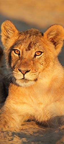 Bilderdepot24 Türtapete selbstklebend Arikanisches Löwenbaby 90 x 200 cm - einteilig Türaufkleber Türfolie Türposter - Tier Afrika Raubkatze Raubtier Tierbild Savanne Baby Löwe