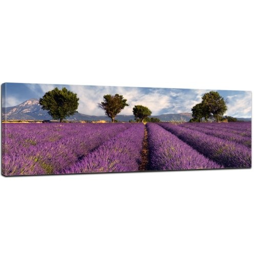 Keilrahmenbild - Lavendelfeld in der Provence - Frankreich - Bild auf Leinwand - 120x40 cm - Leinwandbilder - Landschaften - Plateau de Valensole - Mittelmeer - mediterran