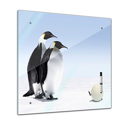 Bilderdepot24 Memoboard 40 x 40 cm, Tiere - Pinguine -...