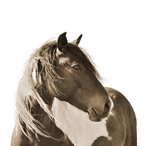 Bilderdepot24 Vlies Fototapete - Pferd Portrait - sephia...