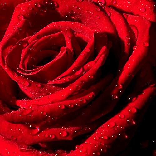 Bilderdepot24 Vlies Fototapete - Rote Rose mit Wassertropfen - 150x150 cm - mit Kleister - Poster - Foto auf Tapete - Wandbild - Wandtapete - Vliestapete