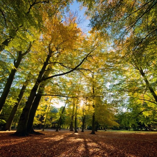 Fototapete selbstklebend Blätterfall im Herbst -...