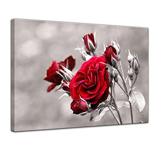 Wandbild - Rosenrot - Bild auf Leinwand - 50 x 40 cm - Leinwandbilder - Bilder als Leinwanddruck - Pflanzen & Blumen - Natur - Rosenstrauch vor schwarz weißem Hintergrund