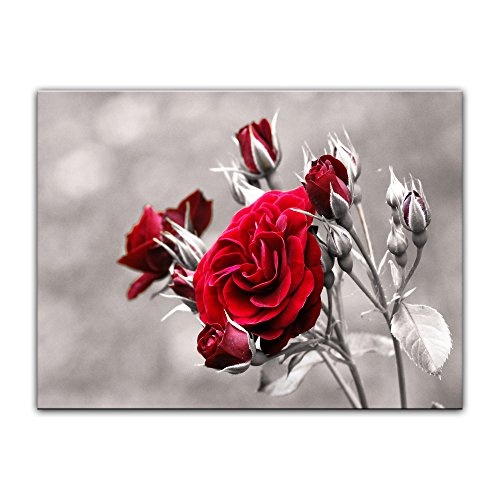 Wandbild - Rosenrot - Bild auf Leinwand - 50 x 40 cm - Leinwandbilder - Bilder als Leinwanddruck - Pflanzen & Blumen - Natur - Rosenstrauch vor schwarz weißem Hintergrund