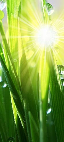 Bilderdepot24 Türtapete selbstklebend Gras II 90 x 200 cm - einteilig Türaufkleber Türfolie Türposter - grün Blatt Sonne Sonnenstrahl Tau Wasser Rasen Pflanze Natur