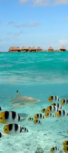 Bilderdepot24.de 1146622 Türaufkleber Hai und Fische in Bora Bora - Französisch-Polynesien, 90 x 200 cm, selbstklebend