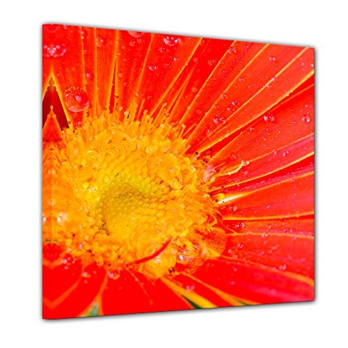 Wandbild - Orangene Gerbera - Bild auf Leinwand - 40x40 cm einteilig - Leinwandbilder - Pflanzen & Blumen - Nahaufnahme - Margeritenblüte mit Regentropfen