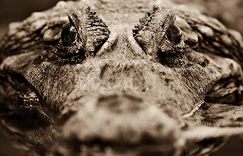 Bilderdepot24 Fototapete selbstklebend Krokodil - sephia 360x230 cm - Designtapete Wallpaper Print - Nahaufnahme Tierwelt Wasser Sumpf Reptil
