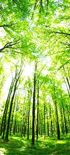 Bilderdepot24 Türtapete selbstklebend Grüner Wald 90 x 200 cm - einteilig Türaufkleber Türfolie Türposter - grün Licht Schatten Baum Forst Sonnenstrahlen Natur Landschaft