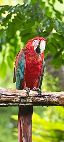 Bilderdepot24 Türtapete selbstklebend Macaw Papagei...