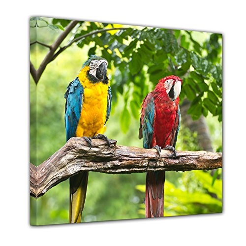 Wandbild - Macaw Papageien - Bild auf Leinwand - 40x40 cm...