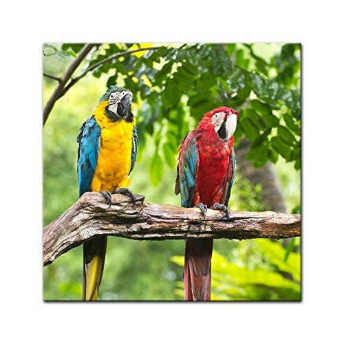 Wandbild - Macaw Papageien - Bild auf Leinwand - 40x40 cm einteilig - Leinwandbilder - Tierwelten - Tropen - Sittich - Bunte Vögel auf Einem AST