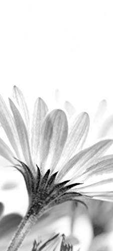 Bilderdepot24 Türtapete selbstklebend Blume - schwarz weiß 90 x 200 cm - einteilig Türaufkleber Türfolie Türposter - Gerbera Pflanze Gewächs Blüte Blätter Natur Blatt