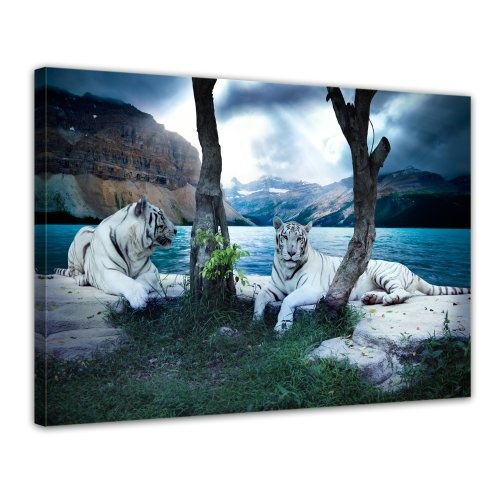 Wandbild - Tiger II - Bild auf Leinwand - 80x60 cm 1 teilig - Leinwandbilder - Bilder als Leinwanddruck - Tierwelten - Wildtiere - Grosskatzen - Zwei weiße Tiger