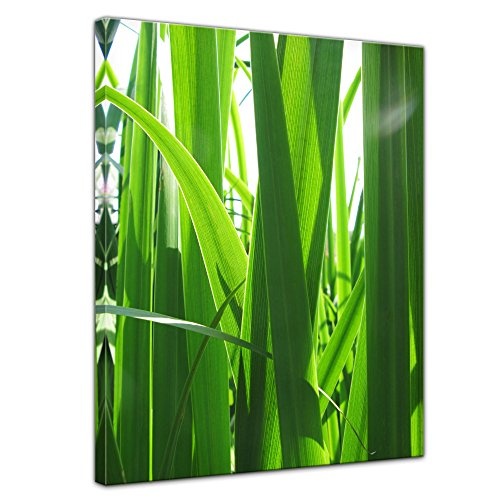 Wandbild - Gras - Bild auf Leinwand - 50x70 cm 1 teilig - Leinwandbilder - Bilder als Leinwanddruck - Pflanzen & Blumen - Grashalme im Sonnenlicht