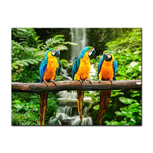 Wandbild - Blau-Gelber Papagei - Bild auf Leinwand - 80x60 cm 1 teilig - Leinwandbilder - Tierwelten - Südamerika - Ara - Gelbbrustara - tropisch