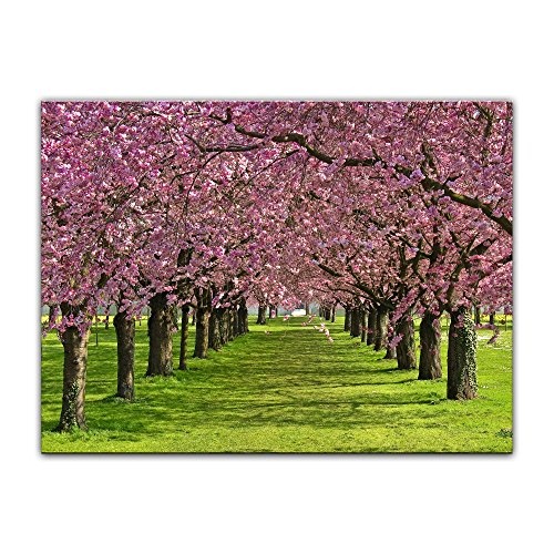 Wandbild - Kirschblüten - Bild auf Leinwand - 80x60...