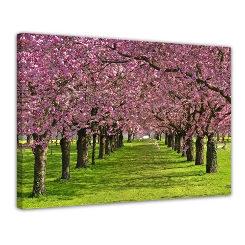 Wandbild - Kirschblüten - Bild auf Leinwand - 80x60 cm 1 teilig - Leinwandbilder - Bilder als Leinwanddruck - Pflanzen & Blumen - Natur - Kirschbäume in voller Blüte