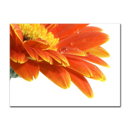 Wandbild - Gerbera mit Wassertropfen - Bild auf Leinwand - 80x60 cm 1 teilig - Leinwandbilder - Bilder als Leinwanddruck - Pflanzen & Blumen - Blüten mit Wasserperlen
