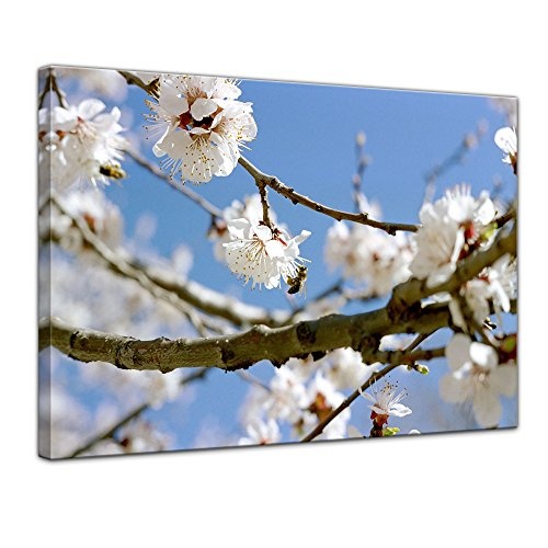 Keilrahmenbild - Frühling - Bild auf Leinwand - 120x90 cm 1 teilig - Leinwandbilder - Bilder als Leinwanddruck - Pflanzen & Blumen - Jahreszeiten - Apfelblüten