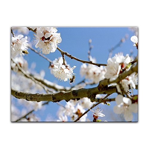 Keilrahmenbild - Frühling - Bild auf Leinwand - 120x90 cm 1 teilig - Leinwandbilder - Bilder als Leinwanddruck - Pflanzen & Blumen - Jahreszeiten - Apfelblüten