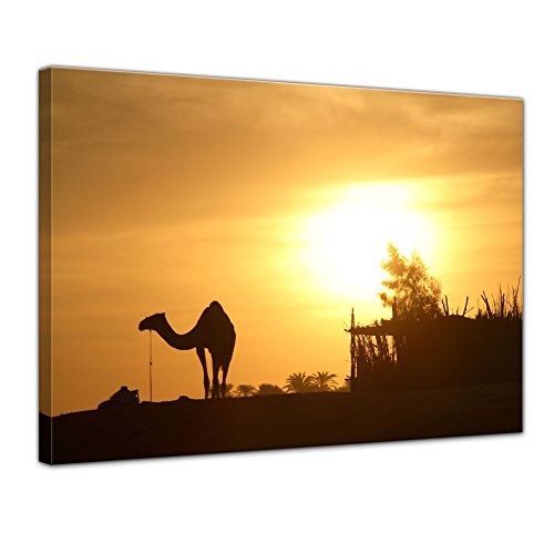 Wandbild - Kamel in Ägypten - Bild auf Leinwand - 70x50 cm 1 teilig - Leinwandbilder - Bilder als Leinwanddruck - Urlaub, Sonne & Meer - Sonnenuntergang - Wüste in Afrika