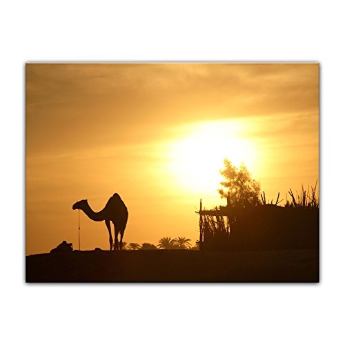 Wandbild - Kamel in Ägypten - Bild auf Leinwand - 70x50 cm 1 teilig - Leinwandbilder - Bilder als Leinwanddruck - Urlaub, Sonne & Meer - Sonnenuntergang - Wüste in Afrika
