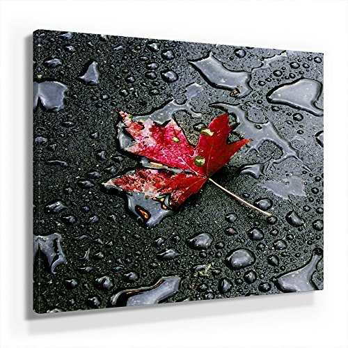 Herbst Ahornblatt im Regen - Leinwandbild 50x50cm,...