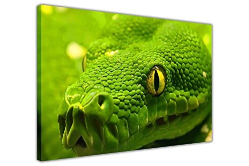 Grün Anaconda auf Rahmen Leinwand Wand Art Prints Home Dekoration Tier Bilder, grün, 06- A0 - 40" X 30" (101CM X 76CM)