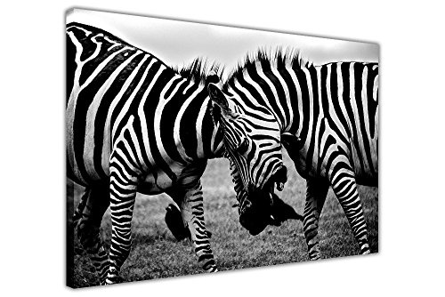 Liebevolle Zebras auf gerahmtes Leinwandbild Tier Bilder, 04- 30" X 20" (76cm X 50cm)