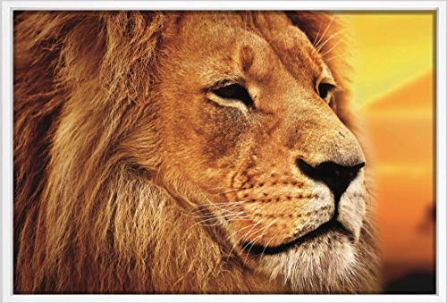 Homedeco-24 Canvas Leinwandbild Wandbild Kunstdruck, Der Löwe - König der Tiere. Querformat 80x120 cm auf Keilrahmen gespannt und mit Massivholz-Schattenfugenrahmen 6 Farben-Auswahl, Hier Weiß