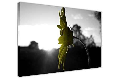 CANVAS IT UP Schwarz und Weiß-Fotos gelb Blumen gerahmtes Leinwandbild, Kunstdruck Home Deco Bilder Größe: 101,6 x 76,2 cm (101 x 76 cm)
