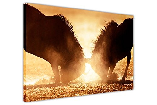 CANVAS IT UP Gnu Fighting bei Sonnenuntergang auf Rahmen Prints Leinwand Bild New Modern Art Animal Artwork Größe: A4-30,5 x 20,3 cm (30 x 20 cm)