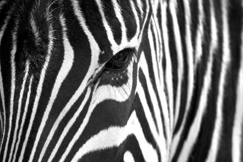 CANVAS IT UP Schwarz und Weiß Leinwand Art Prints African Zebra Bilder Dekoration Tier Love Print Bild Home Art Nature Fotos