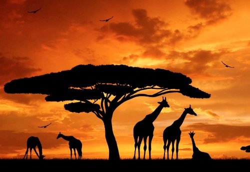 CANVAS IT UP Beautiful African Giraffe Family und Baum unter Sunset Silhouette Leinwand Wand Art Prints Landschaft Bild Home Décor Raum Dekoration Wildlife Fotos