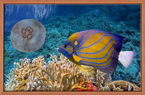 Homedeco-24 Canvas Leinwandbild Wandbild Kunstdruck, Korallenriff mit Fischen 65x100 cm auf Keilrahmen gespannt und mit Massivholz-Schattenfugenrahmen 6 Farben-Auswahl, Hier Terrakotta