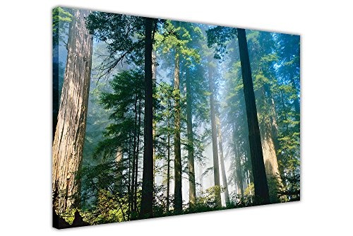 Tall Trees in Forest Canvas Art Wand Bilder gerahmt Bilder Natur Dekoration Home Poster Größe: A4-30,5 x 20,3 cm (30 x 20 cm)