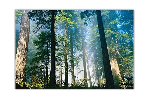 Tall Trees in Forest Canvas Art Wand Bilder gerahmt Bilder Natur Dekoration Home Poster Größe: A4-30,5 x 20,3 cm (30 x 20 cm)