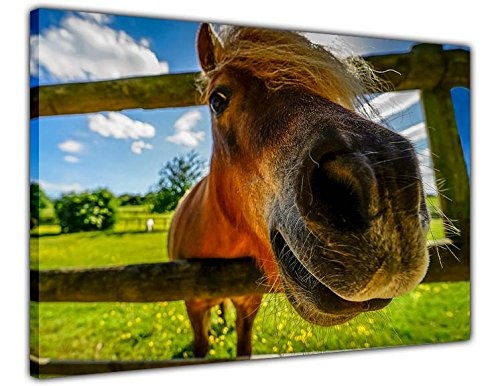 CANVAS IT UP Funny Horse Leinwand-Kunstdruck für Bilder, für Wohn- und Schlafzimmer Giclée, canvas, 05- A1-34" X 24" (86cm X 60cm)